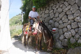 Treffen mit Weinbauer auf dem Pferd in den Bergen der Insel Ischia 