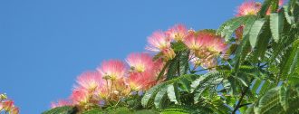 Angebote Hotels Ischia